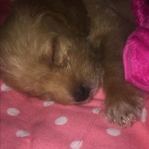 Meet your Posher, Annie